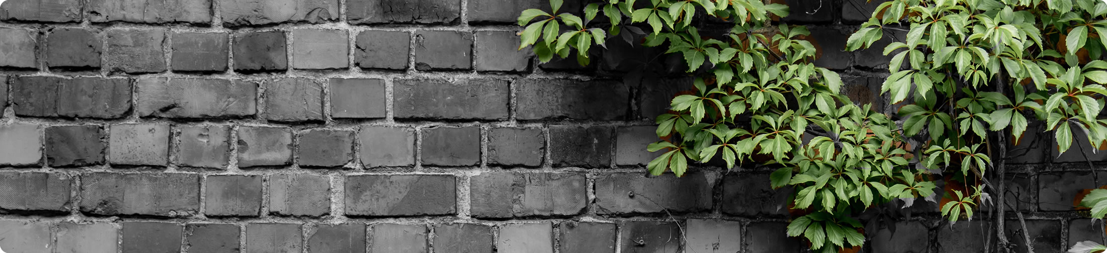 Wall with green leaves