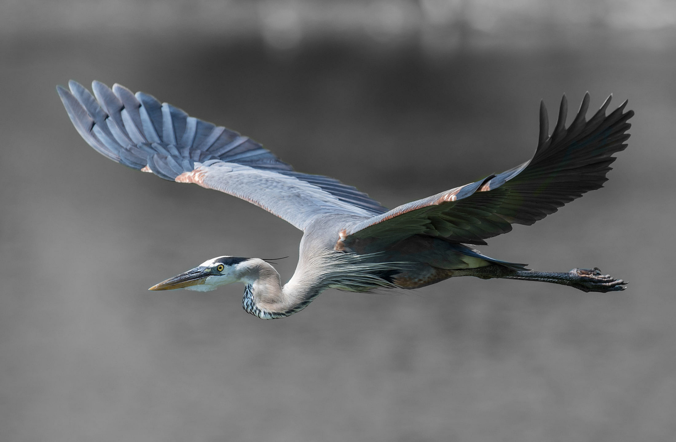 Bird on black background